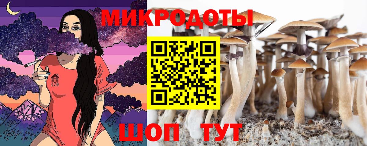 Галлюциногенные грибы Psilocybe Свободный